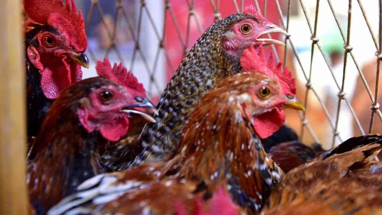 Different Breed Chickens Sold as ‘Sonali’ in Open Markets