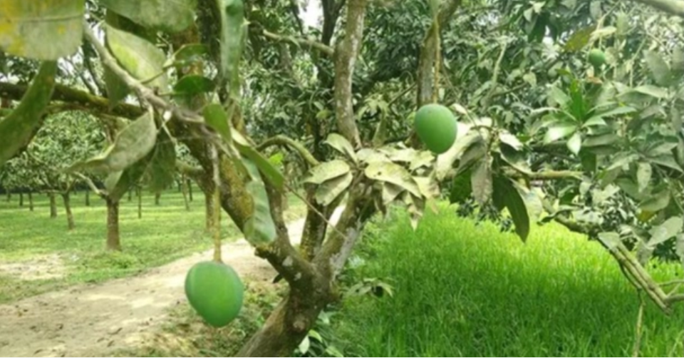 Rangpur’s Haribhanga mango expected to exceed Tk 250cr in trade as harvest nears