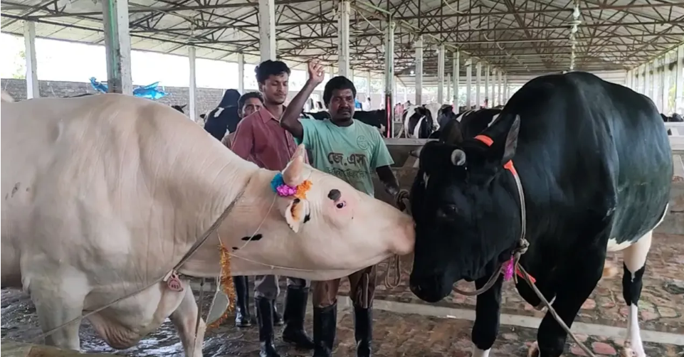 Giant bulls ‘Kala Babu’, ‘Dhala Babu’ steal Eid spotlight in Thakurgaon