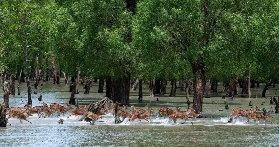3-month ban on entry to Sundarbans from June 1 to protect wildlife, boost fish breeding