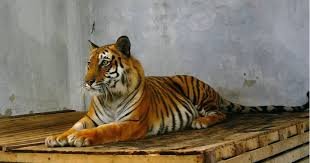Rescued tiger set for release into Sundarbans 