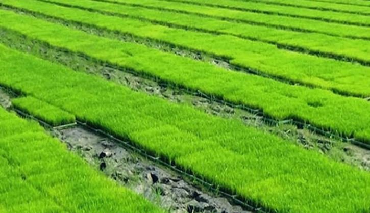 Rangpur farmers to produce 20.05-lakh tonnes of clean Aman rice