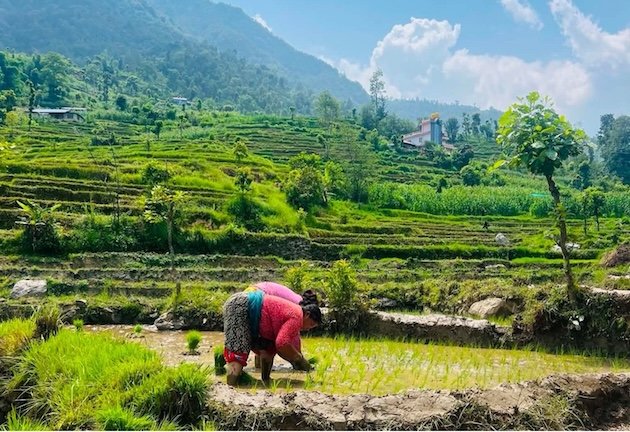 Dry monsoon forecast sparks crop loss concerns