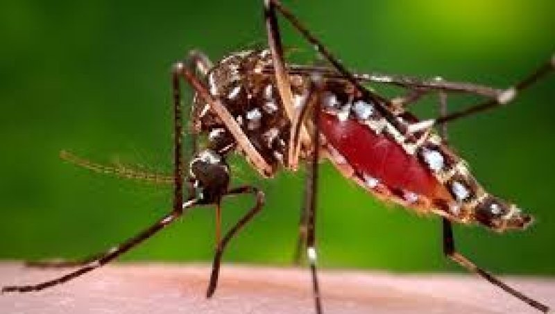 3 of dengue, 251 fresh cases reported 