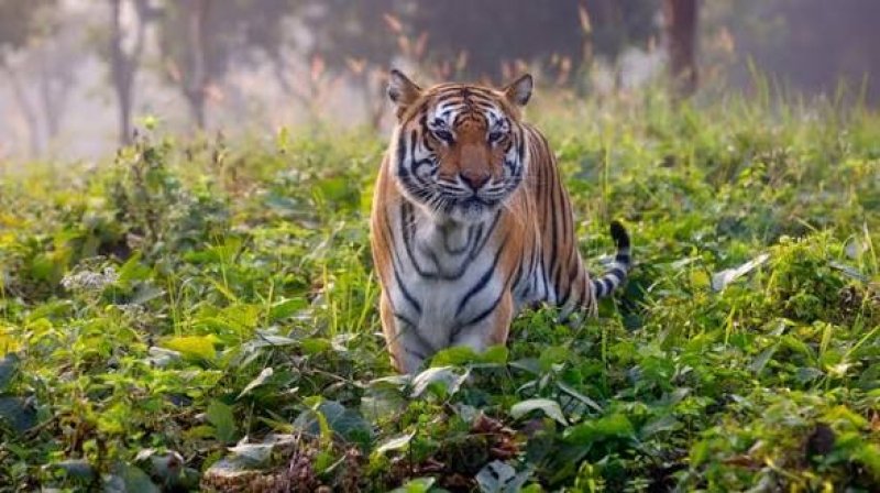 Sundarbans tiger population rises despite challenges