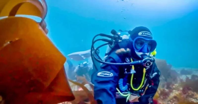 New ‘pink zebra’ seaweed species solves 40-year mystery