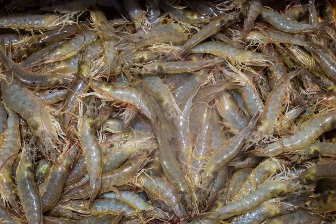 Tk 2,000cr fund aims to revive Bangladesh’s shrimp exports