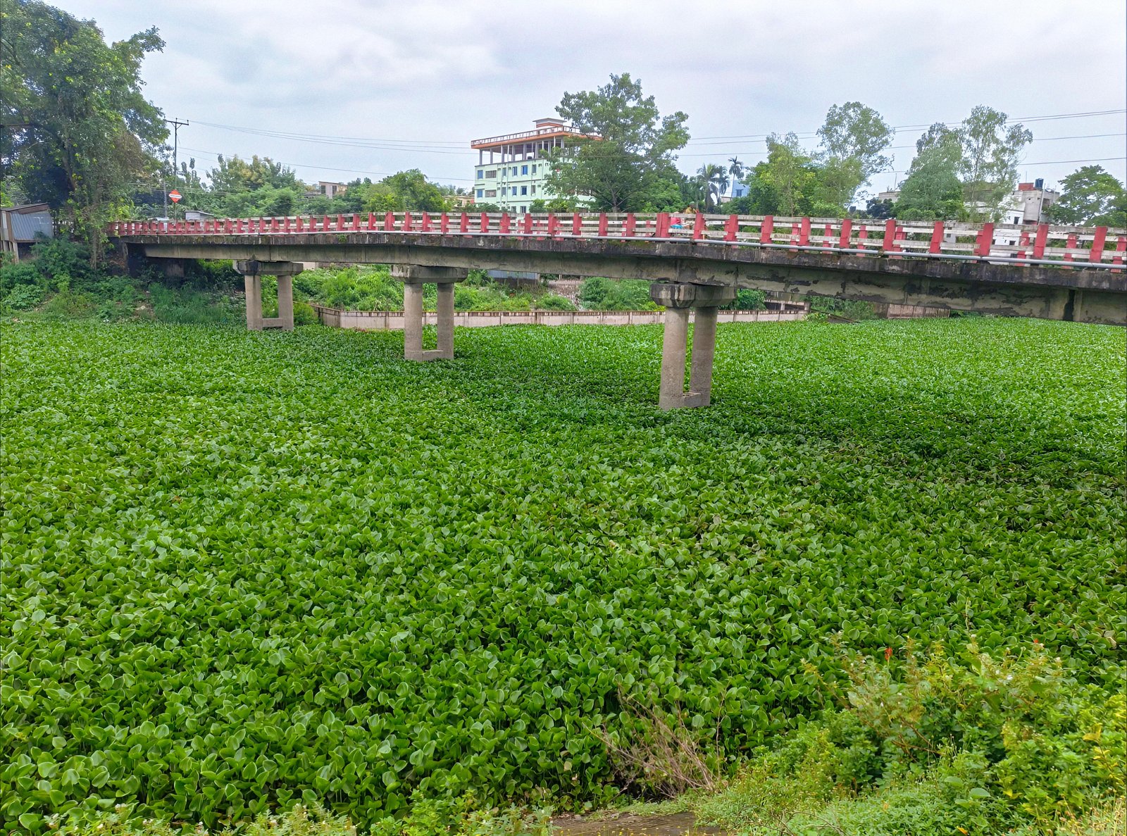 Subarnakhali River choked by hyacinth, disrupting navigation and trade