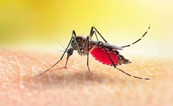 Dengue claims six more lives, 2,089 hospitalised
