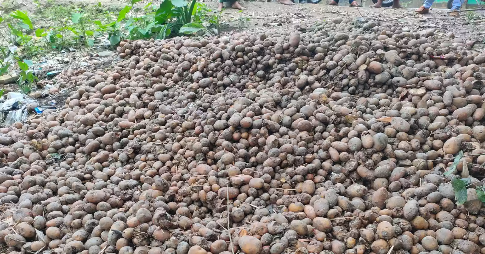 Rangpur farmers dump potatoes as prices crash below cost